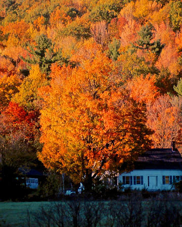 Fall Shadow