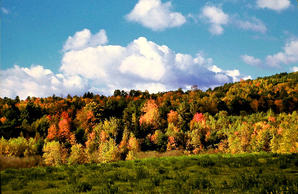 Lower Meadow