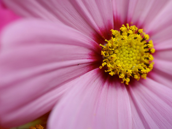 Cosmos, Our Garden