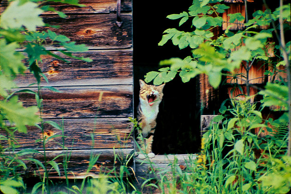 Zasu Pitts in Maple Shed