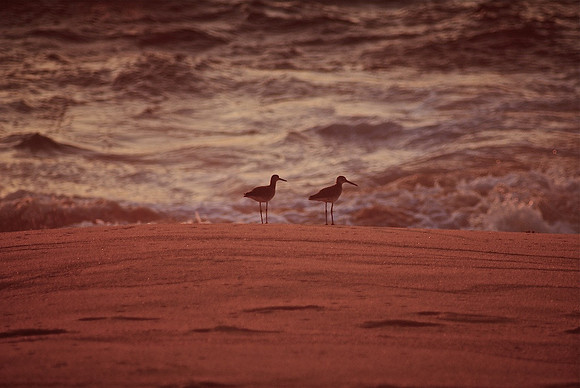 Birdland