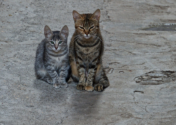 Sardinian Cats