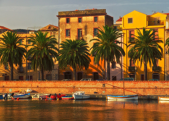 Palms, Bosa