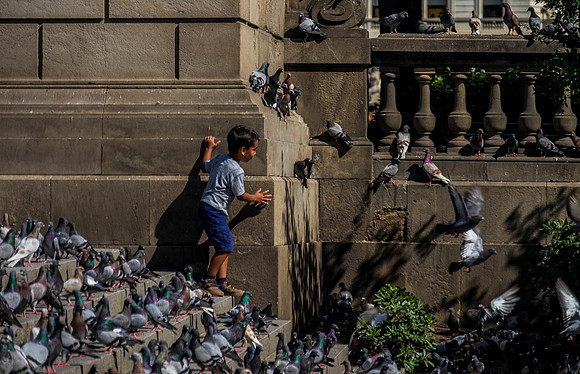 Pigeon Play