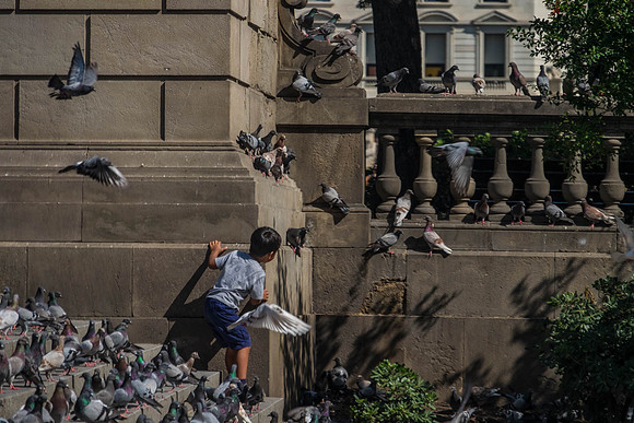 Pigeon Play 2