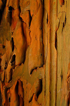 Garden Door, El Tuito,  Mexico