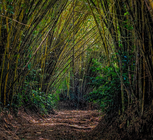 Bamboo Cove