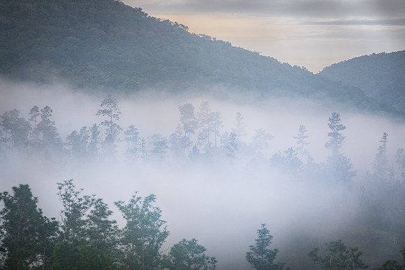 Morning Mist