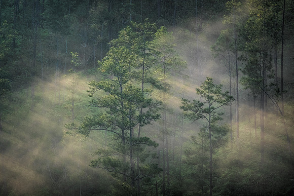 Morning Sun Beams