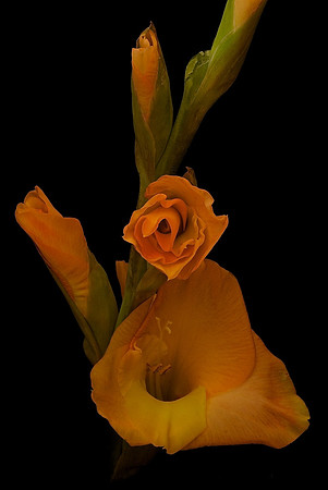 Marmalade