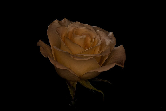 Gracious Rose