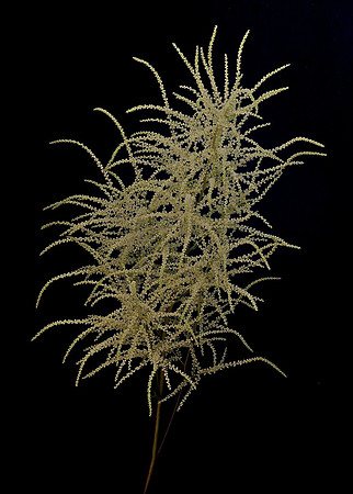 Astilbe