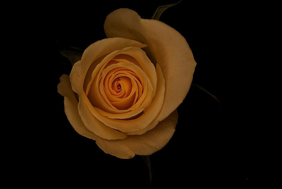 Rose Ann