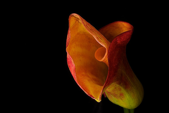 Angel's Trumpet