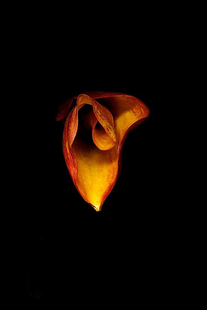 Shinning Light