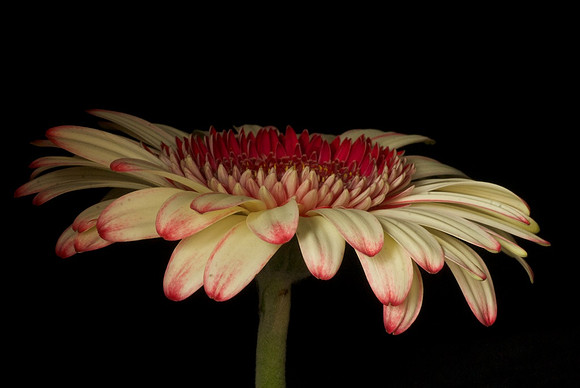 Laura's Daisy