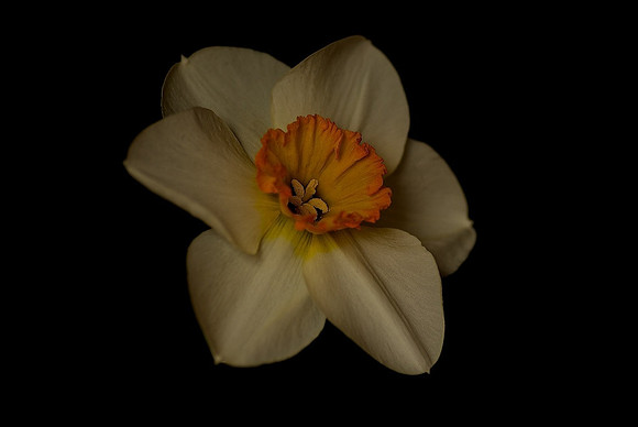Spring Delight