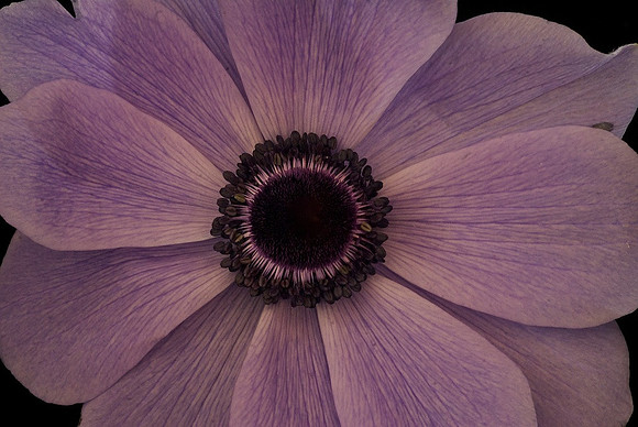 Mesmerize