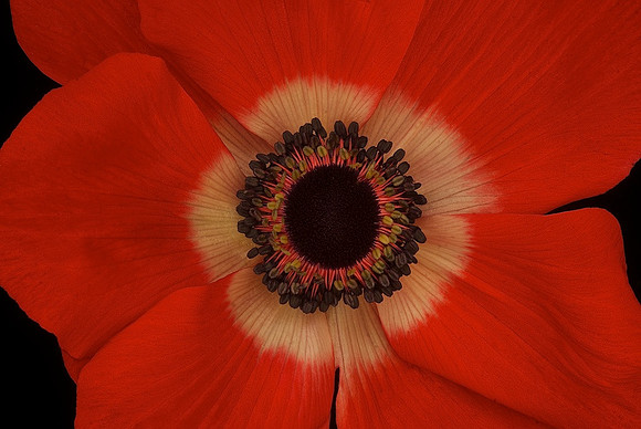 Fragile Beauty