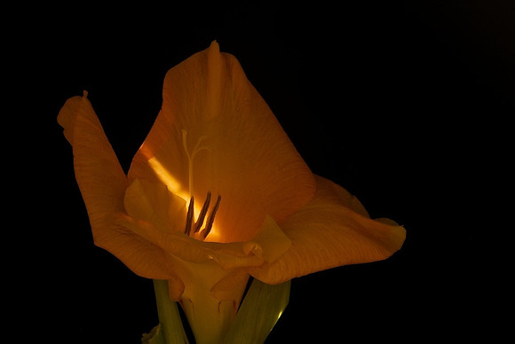 Pin Light