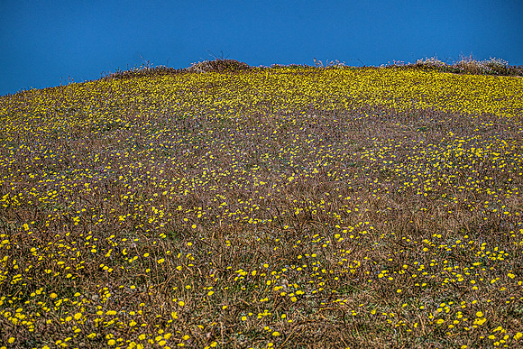 Mellow Yellow