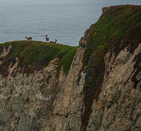Deer Friends