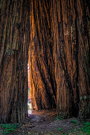 Armstrong Red Woods Glow
