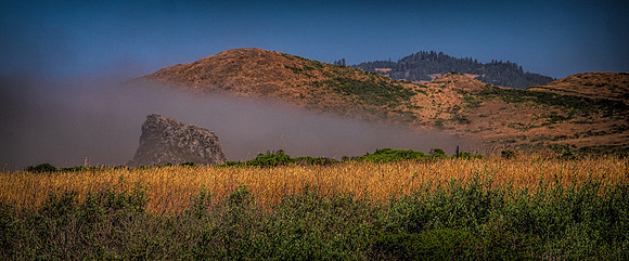 Fog & Grass