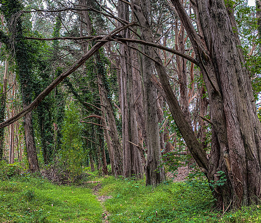 Eucalyptus Grove