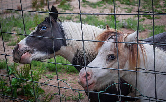 Ponies