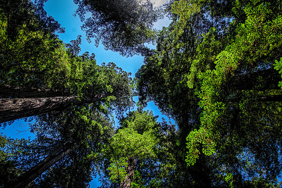 Looking Up