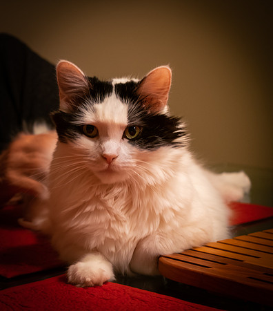 Lila