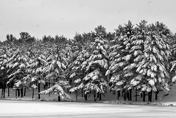 Frosted Pine Grove