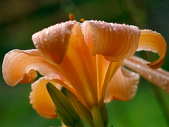 Luring Lilly, Our Garden