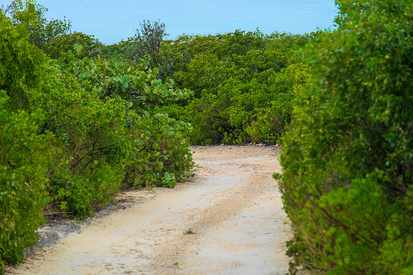 Cat Island 100-71