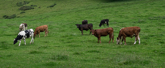 Abbey Cows