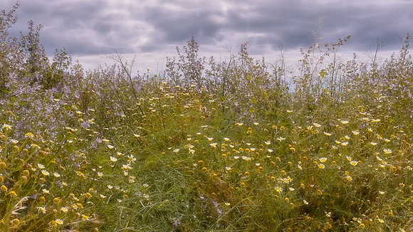 Cliff Walk Flowers