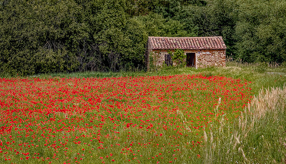 Roussillon Poppy Field