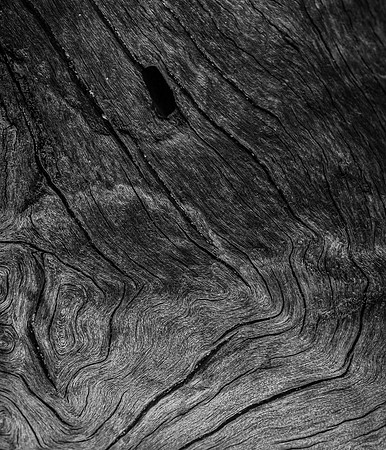 Root