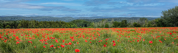 Poppy Field Morning Lght